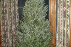 1_christmas07_2